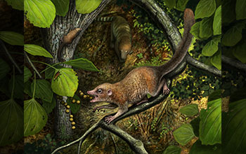 Early primate species Purgatorius mckeeveri