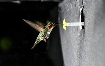 Anna's hummingbird generates sound like simpler wings of insects