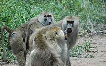 Adult male baboons engage in dominance