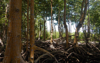 Mangrove forest regrowth can be seen in the background; it follows Hurricane Wilma in 2005.