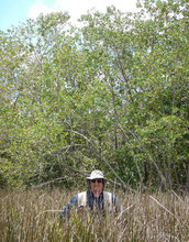 Scientist Victor Rivera-Monroy at the transition zone between mangroves and freshwater plants.