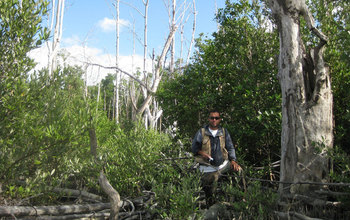 Five years after Hurricane Wilma, mangroves had regrown, found biologist Edward Castaneda-Moya.