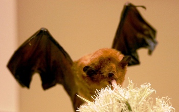 A Pallas long-tongued bat, Glossophaga soricina, eating from a flower