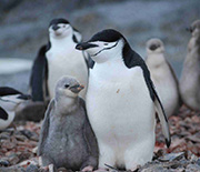 Antarctica penguins