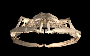 CT scan showing entirely toothless lower jaw of frog species