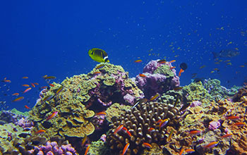 Healthy coral reef in Phoenix Islands Protected Area