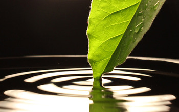 photo of leaf in water