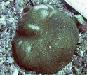 Adult lobe corals