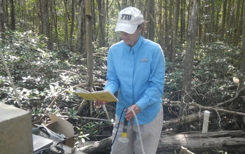 Hydrologist Rene Price in the Florida Everglades sampling water and looking at notes