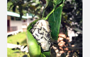 Nest of wasp species <em>Protopolybia sp.</em>