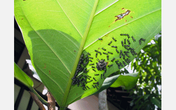 Nest of wasp species <em>Protopolybia sp.</em>