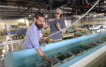 Researchers Joseph Looney and William Schroer maintain lab experiments on disease in oysters.