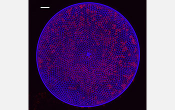 This diatom cell from the Gulf of Mexico is stained to show newly formed cell walls (blue).