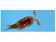 Copepod <em>Tigriopus californicus</em>