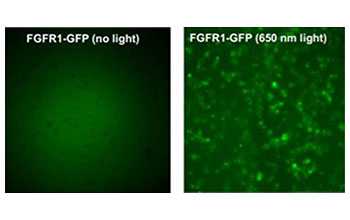 On left, the gene FGFR1 in its natural state; on right, the gene when exposed to laser light.