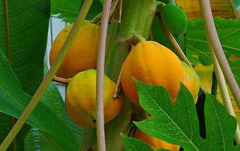 Papaya fruits