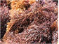 Red seaweed