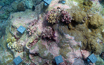 Corals settled on a reef