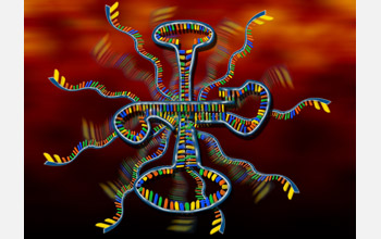 The genetic material RNA has a broad range of cellular functions