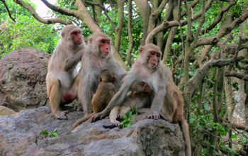 A grooming chain of adult female rhesus macaques on an island off the coast of Puerto Rico.