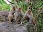 A grooming chain of adult female rhesus macaques on an island off the coast of Puerto Rico.