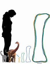 silhouette of a woman, Rapetosaurus at hatching and a neonate, with its femur at different ages