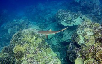 A reef shark swims above coral reefs in the biologists' study area.