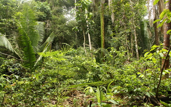 A view of tropical forest biodiversity 15 years after former pastures were abandoned.