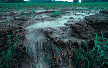 Soil and fertilizer runoff from a farm after heavy rains; such runoff can lead to algae blooms.