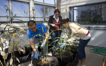 Researchers study plants in a greenhouse.