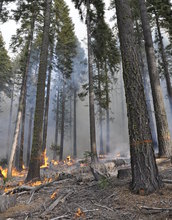 A low-intensity, controlled burn of scrub growth in a forest.