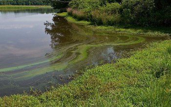 A new CNH project looks at urban stormwater; better management may help downstream algae blooms.