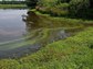 A new CNH project looks at urban stormwater; better management may help downstream algae blooms.