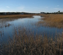 This good killifish habitat near New Bedford Harbor is relatively devoid of chemical pollution.