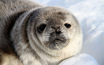 Young Weddell seal in Antarctica