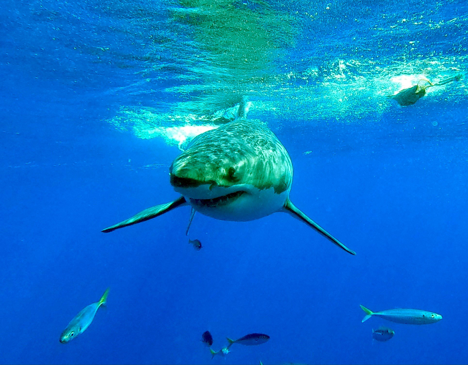 Multimedia Gallery - Great white shark near Guadalupe Island in Mexico