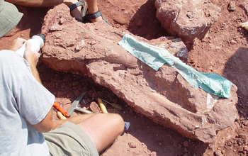 Excavation of Shingopana songwensis showing ribs, other bones being prepared for plaster-jacketing.