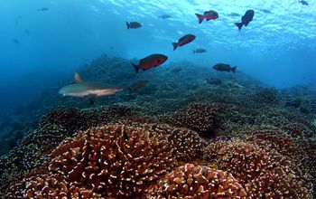 Microbes surrounding coral reefs change in sync by day and by night, scientists have found.