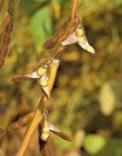 PGRP biologists are studying the gene regulatory networks required to make a soybean seed.