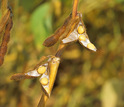 PGRP biologists are studying the gene regulatory networks required to make a soybean seed.