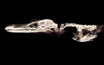 CT scan and X-rays of unusual extinct lizard