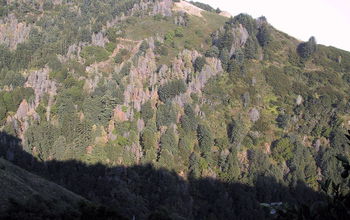 Hillside in Big Sur, Calif., with many trees dead as result of sudden oak death.