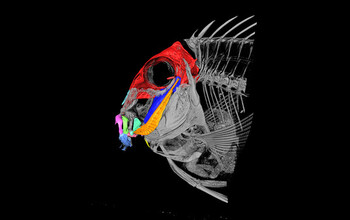 Micro-CT scan of striated surgeonfish with anatomical highlights
