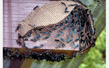 Nest of wasp species <em>Synoeca septentrionalis</em>