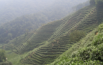 Photo of a tea plantation