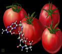 Researchers have bioengineered tomatoes that pack 25 times the normal amount of folate.