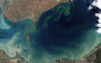 Lake Erie in October 2011, during an intense bloom of blue-green algae, or cyanobacteria.