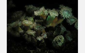 Fluorescent coral under white lighting conditions