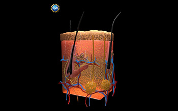 Illustration showing skin tissues rendered transparent following saturation by FD&C Yellow 5, including the paths of photons reflecting off undyed tissues.