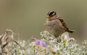 white-crowned sparrow on branch